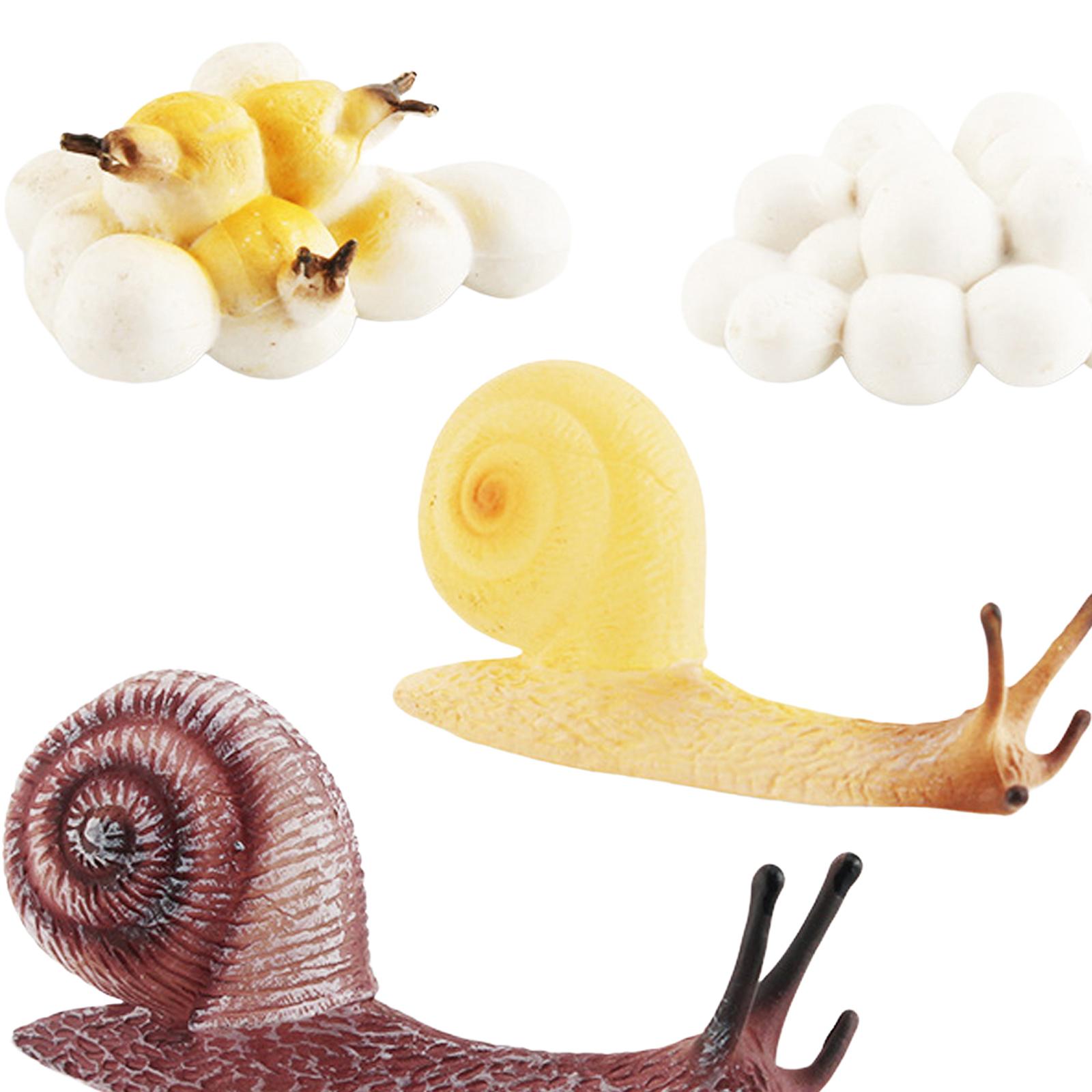 Kids Toys Cycle - ของเล่นถาดวงจรชีวิตสำหรับเด็กปฐมวัย ของเล่นเสริมพัฒนาการเด็ก สำหรับการเรียนรู้ก่อนวัยเรียนและตกแต่งบ้าน