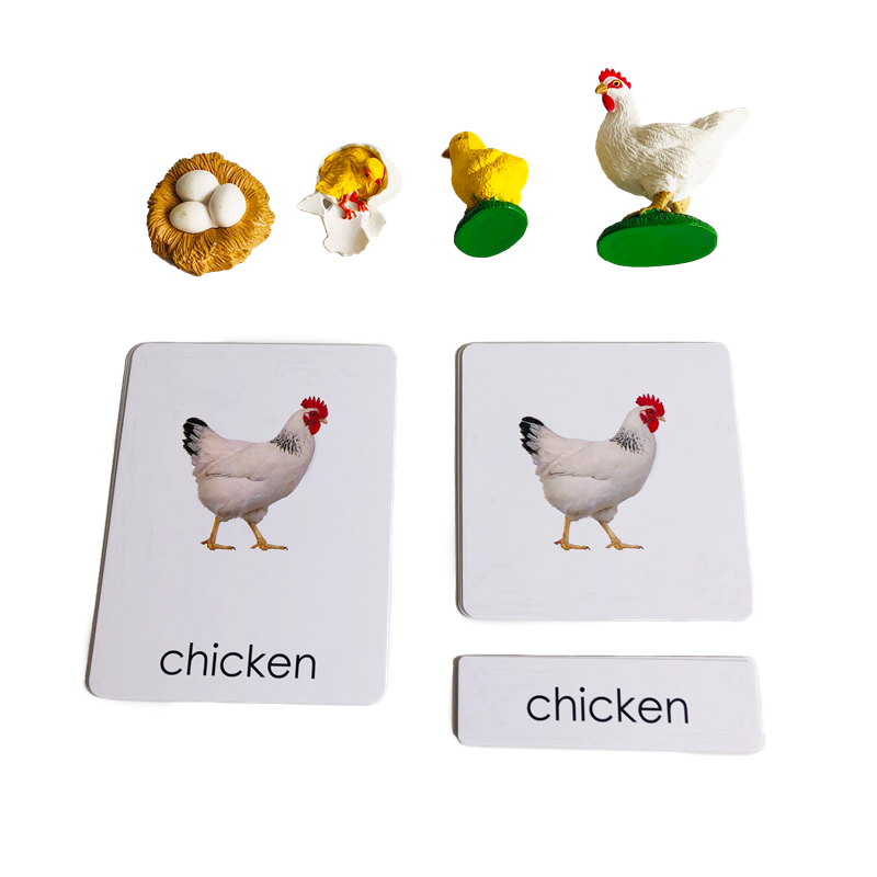 Kids Toys Cycle - วงจรชีวิตสัตว์การ์ดและแบบจําลองวงจรชีวิตของไก่ Montessori ชีววิทยาวัสดุเด็กการศึกษาการเรียนรู้ของเล่นเด็กผู้หญิง